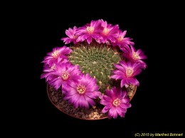 Sulcorebutia santiaginiensis HS67-5 2208